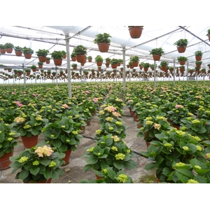 Hydrangea macrophylla overig