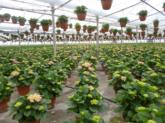 <h4>Hydrangea macrophylla overig</h4>
