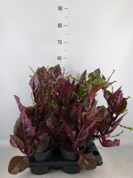 <h4>Basella alba 'Rosebud'</h4>