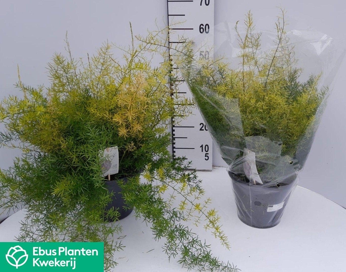 <h4>ASPAR D SPRENGERI</h4>