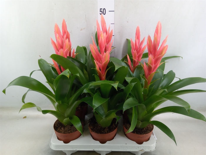 <h4>Tillandsia  'Ziva'</h4>