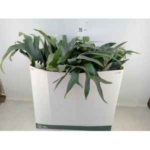 Platycerium bifurc. 'Netherlands'