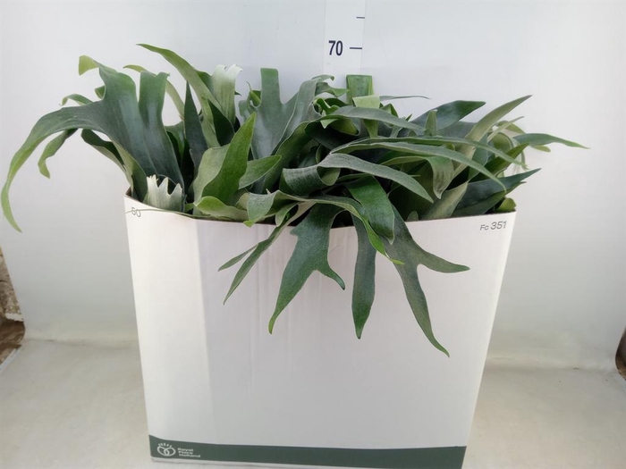 <h4>Platycerium bifurc. 'Netherlands'</h4>