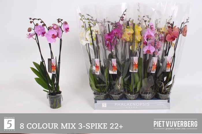 <h4>PHAL GEM 8 KL</h4>