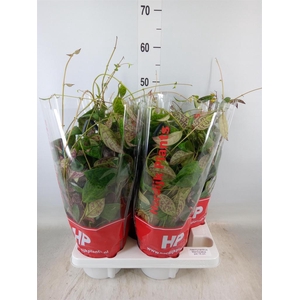 Aeschynanthus marmoratus