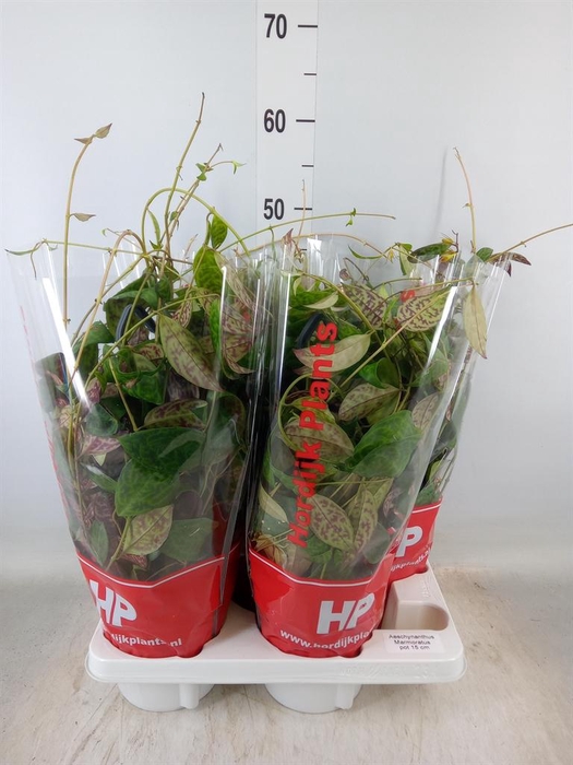 <h4>Aeschynanthus marmoratus</h4>