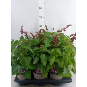 Salvia  'Salgoon Lake Flamingo'