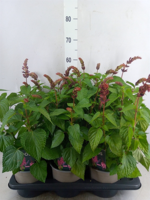 <h4>Salvia  'Salgoon Lake Flamingo'</h4>