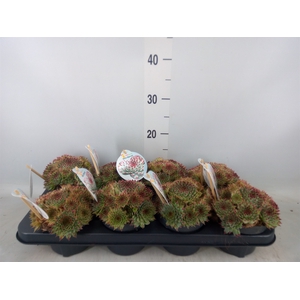 Sempervivum  'ChickCh'   ...mix