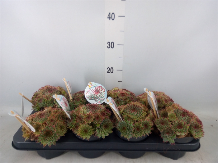 <h4>Sempervivum  'ChickCh'   ...mix</h4>
