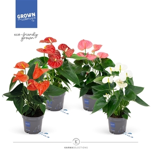 Anthurium - KARMA Grandiflora Mix XL | 12cm