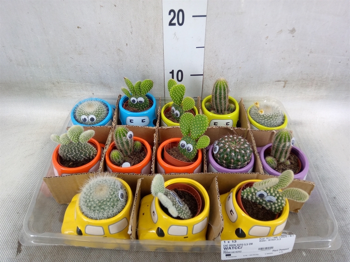 <h4>Cactus   ...decorated</h4>