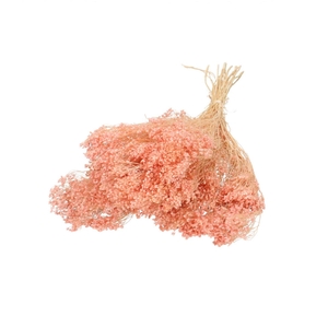 Droogbloem Broom Bloom 50-55cm