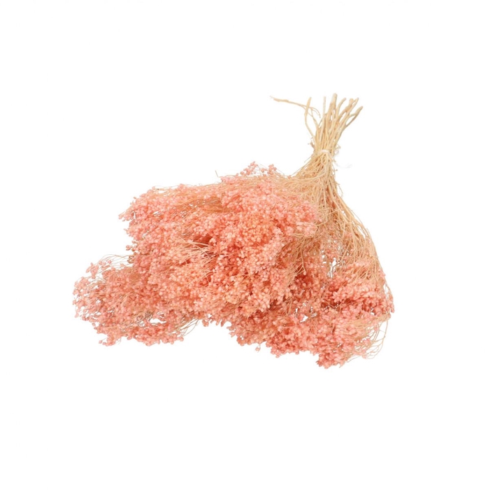 <h4>Droogbloem Broom Bloom 50-55cm</h4>