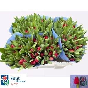 <h4>TU EN CURRY</h4>