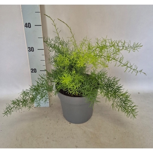 Asparagus 19cm