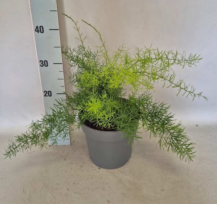 <h4>Asparagus 19cm</h4>