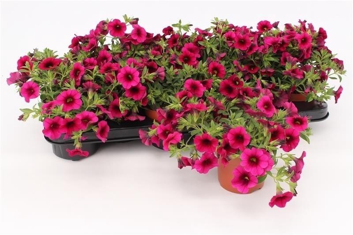 <h4>Calibrachoa Purple 13CM</h4>