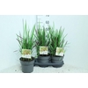 Imperata cylindrica 'Red Baron'