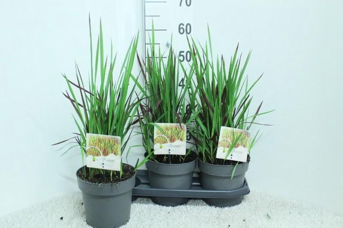 Imperata cylindrica 'Red Baron'