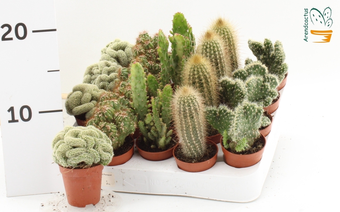 <h4>CACTUS GEM</h4>