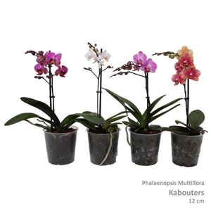 Phal. Multiflora kaboutermix 1-tak 3 kleuren