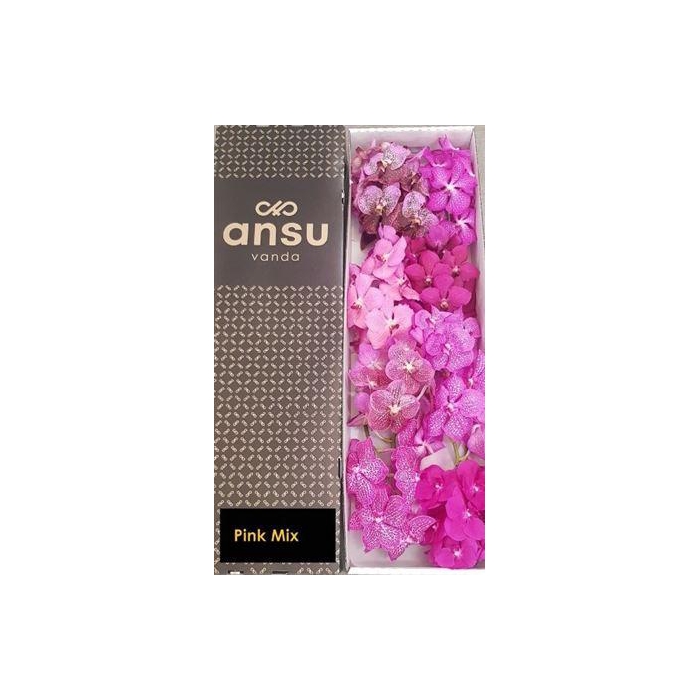 <h4>Vanda T Pink Mix</h4>