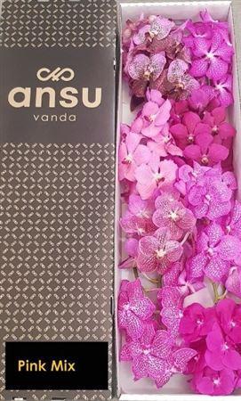 Vanda T Pink Mix