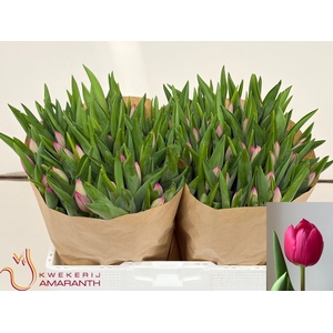 TU EN PINK ARDOUR