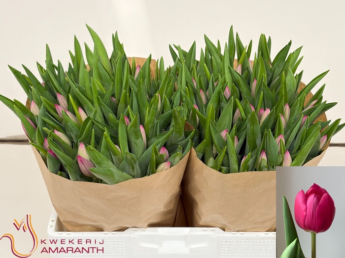 <h4>TU EN PINK ARDOUR</h4>