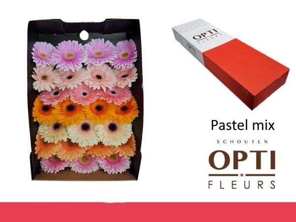 Gerbera Mix Pastel Doos