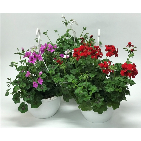 <h4>Pelargonium Peltatum</h4>