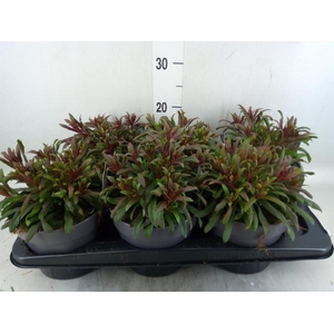 Gaura lindheimeri 'Gaudi lght Pink'