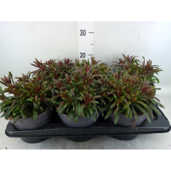 <h4>Gaura lindheimeri 'Gaudi lght Pink'</h4>