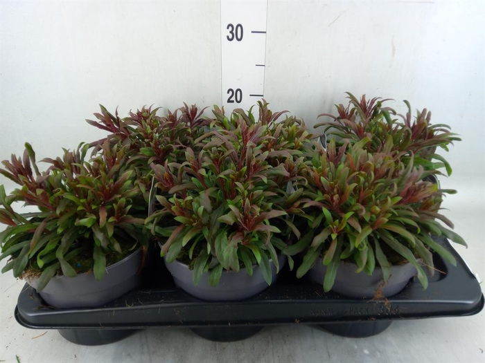 Gaura lindheimeri 'Gaudi lght Pink'