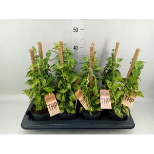 Planten Groen   ...mix  6