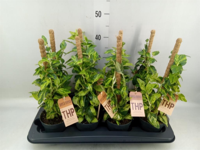 <h4>Planten Groen   ...mix  6</h4>