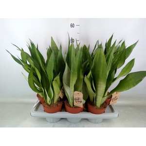 Sansevieria trifa. 'Moonshine'