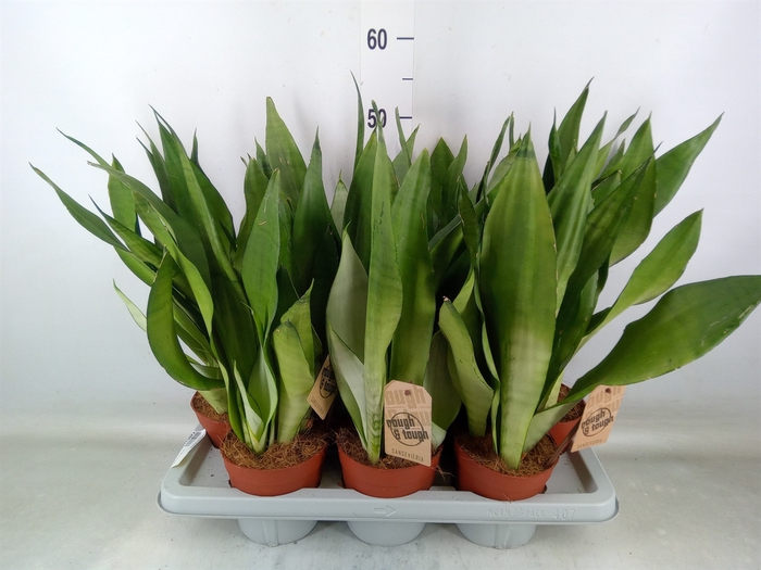 <h4>Sansevieria trifa. 'Moonshine'</h4>