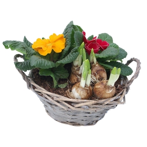 Primula Chipwood 2x prim 1x tet 574