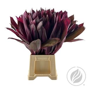 Cordyline Red Top 65cm Premium