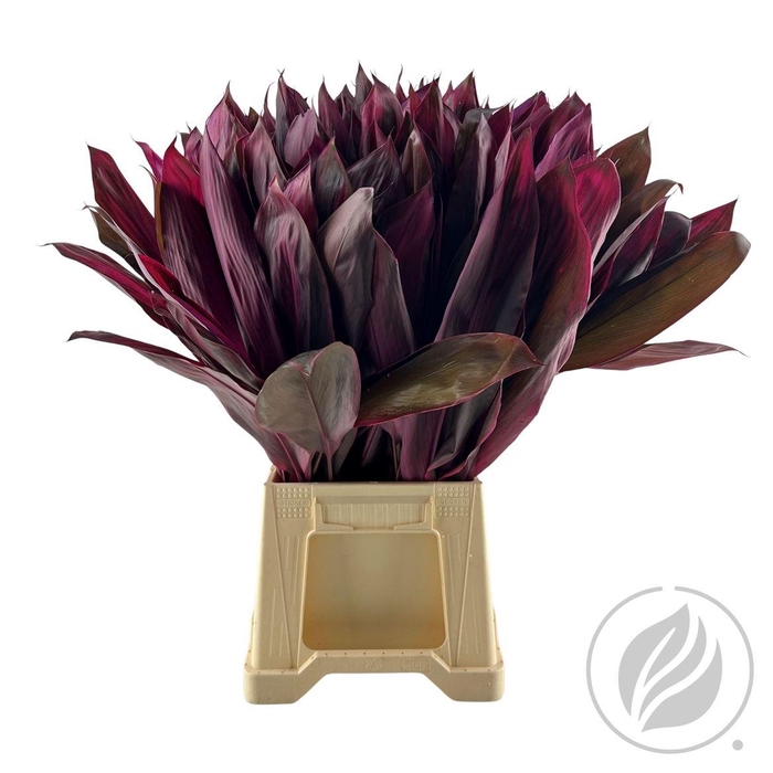 <h4>Cordyline Red Top 65cm Premium</h4>