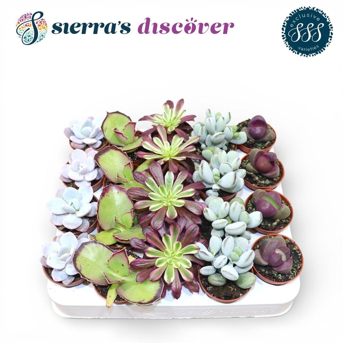 <h4>Discover® - Barcelona Succulents Mix (Exclusive)</h4>