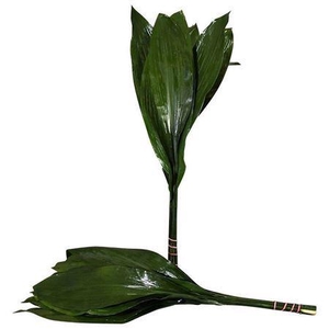 Aspidistra elat.   .../bos
