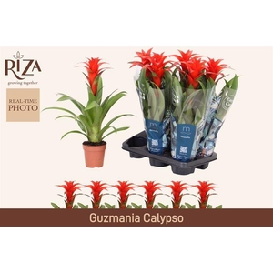GUZM CALYPSO