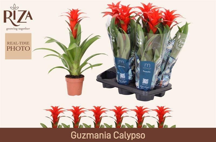 <h4>GUZM CALYPSO</h4>