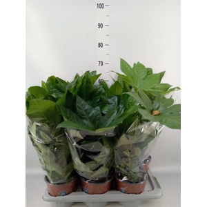 Fatsia japonica   ...
