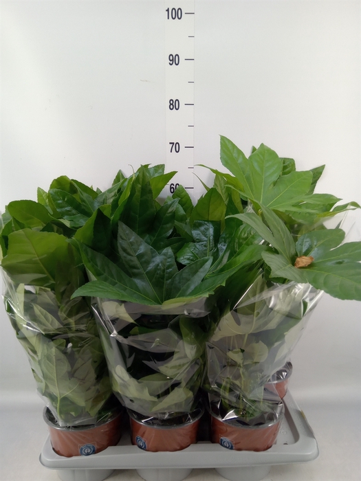 <h4>Fatsia japonica   ...</h4>