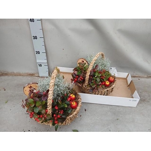 ARR TUINPLANTEN