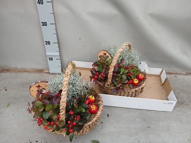 <h4>ARR TUINPLANTEN</h4>